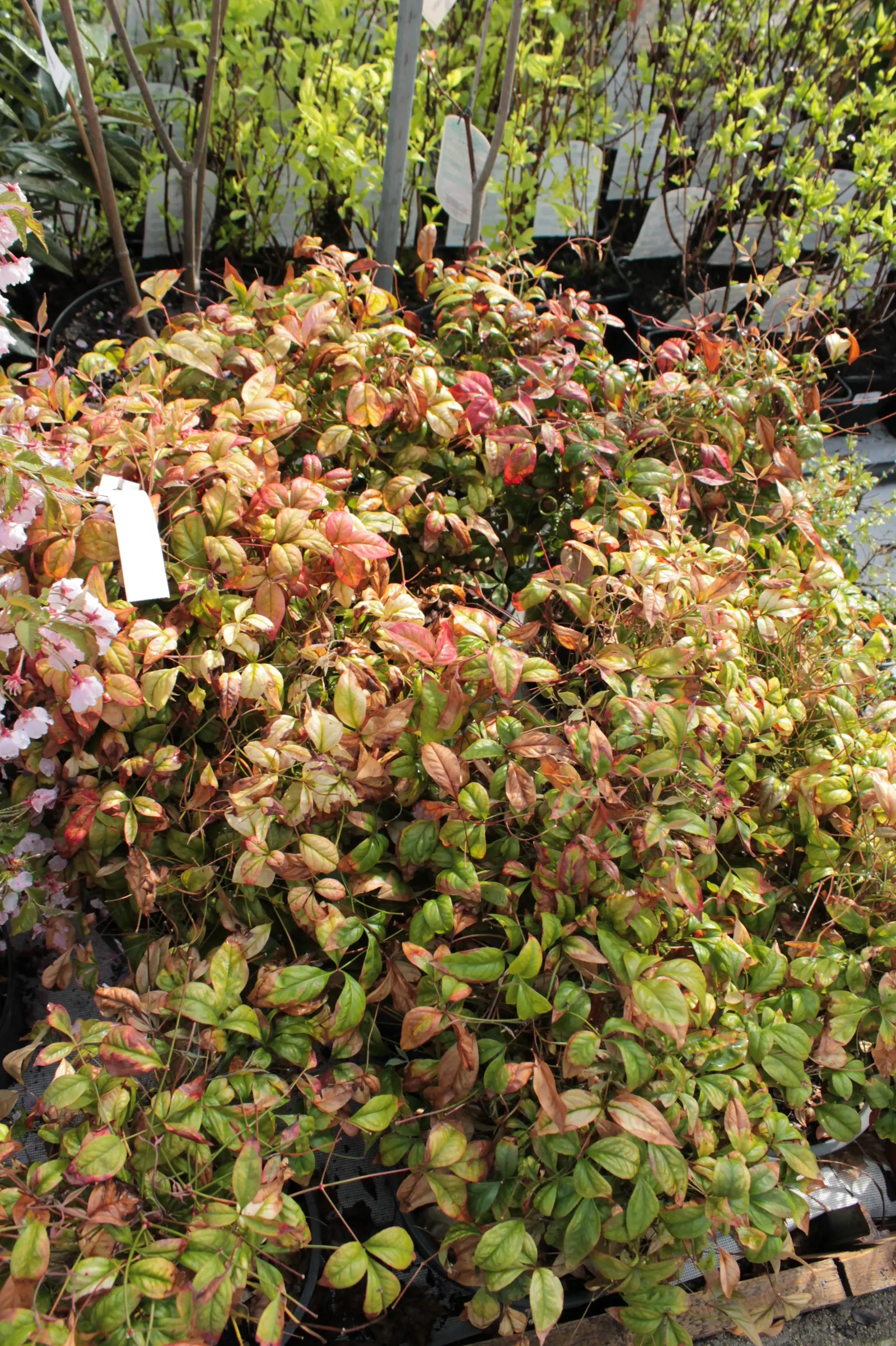 Firepower Heavenly Bamboo (Nandina Domestica 'Firepower') — compact evergreen shrub reaching up to 2-3 feet tall and wide