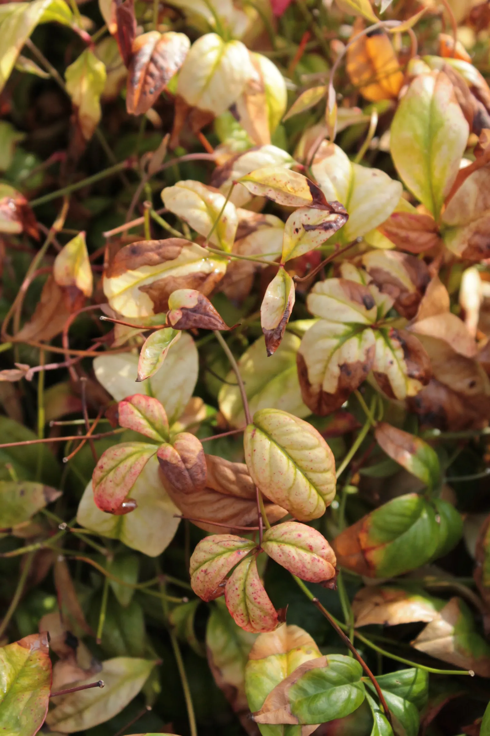 Firepower Heavenly Bamboo (Nandina Domestica 'Firepower') — Celebrated for its fiery red foliage in fall and winter, it maintains lime-green leaves in spring