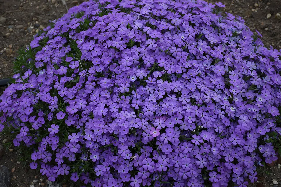 'Crater Lake' Hybrid Spring Phlox (Phlox hybrid) — information and resources