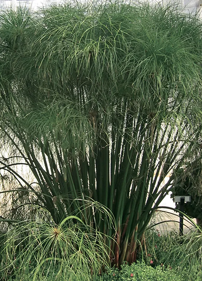 King Tut® Egyptian Papyrus (Cyperus papyrus) — Evergreen grasses don't ever go dormant; information and resources, image 131