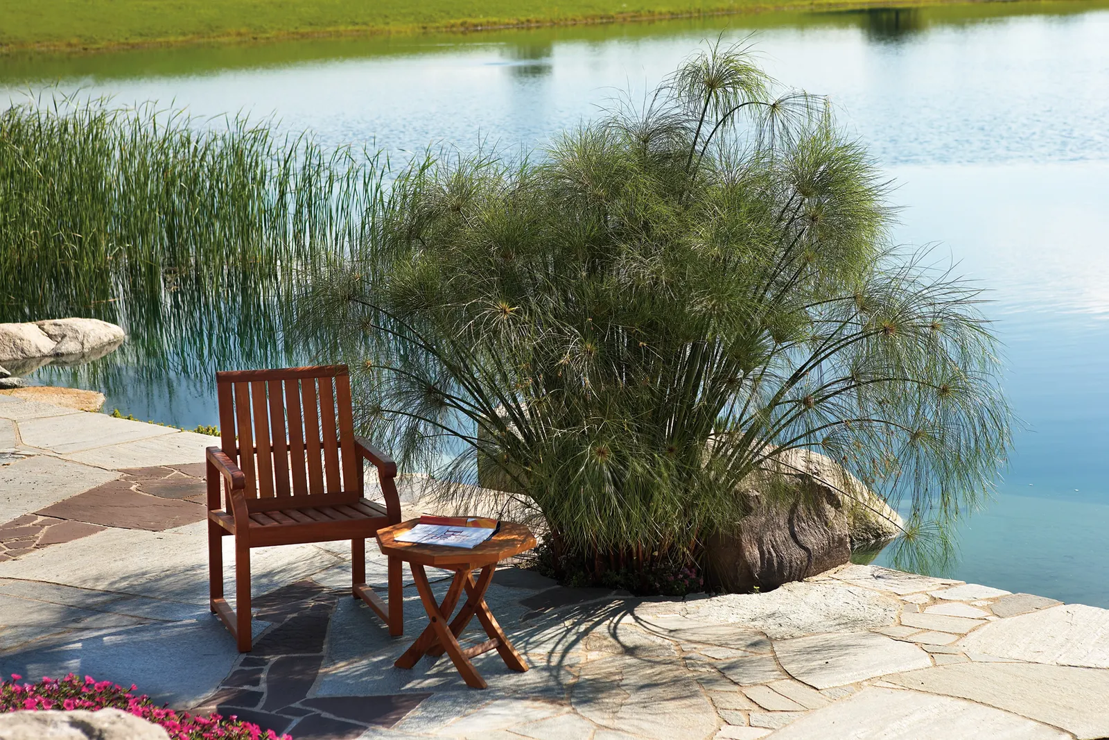King Tut® Egyptian Papyrus (Cyperus papyrus) — Divide evergreen or neutral grasses and grass-like plants in spring only; it should not be expected, image 54