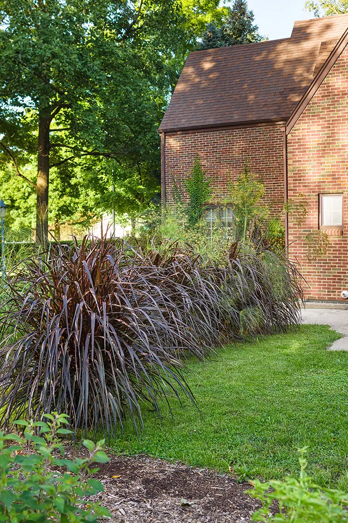 King Tut® Egyptian Papyrus (Cyperus papyrus) — but once established King Tut has proven to be surprisingly tolerant of dry conditions, image 86