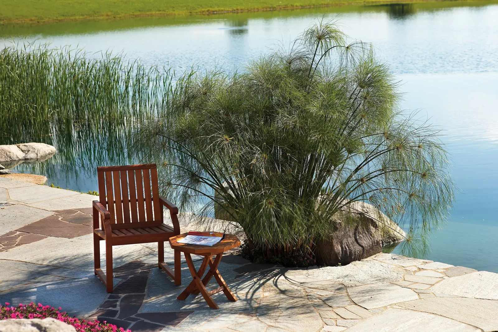 King Tut® Egyptian Papyrus (Cyperus papyrus) — but once established King Tut has proven to be surprisingly tolerant of dry conditions, image 67