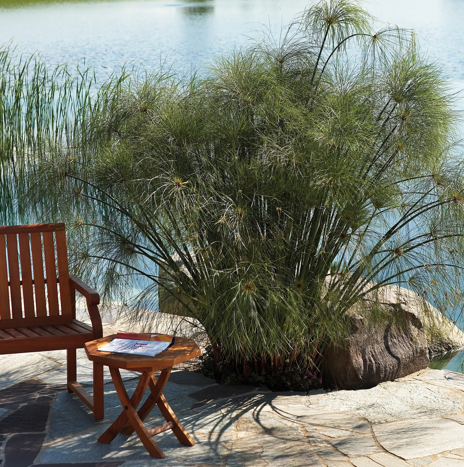 King Tut® Egyptian Papyrus (Cyperus papyrus) — Proven Winners - Graceful Grasses® King Tut® - Egyptian Papyrus - Cyperus papyrus plant details, image 77