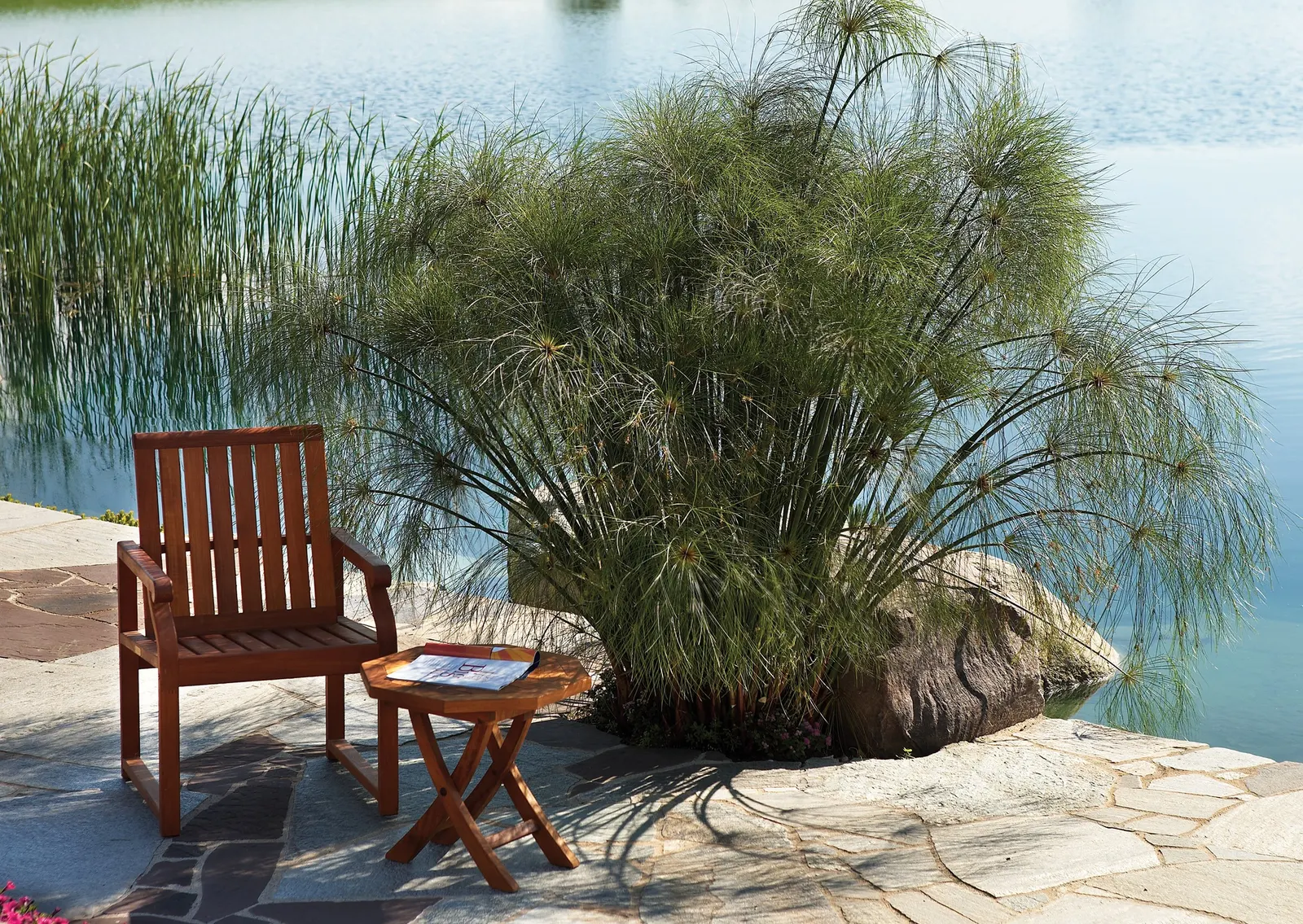 King Tut® Egyptian Papyrus (Cyperus papyrus) — The plant can be planted in pots, along the waters edge of a pond, or even in a pond; once the grass, image 62