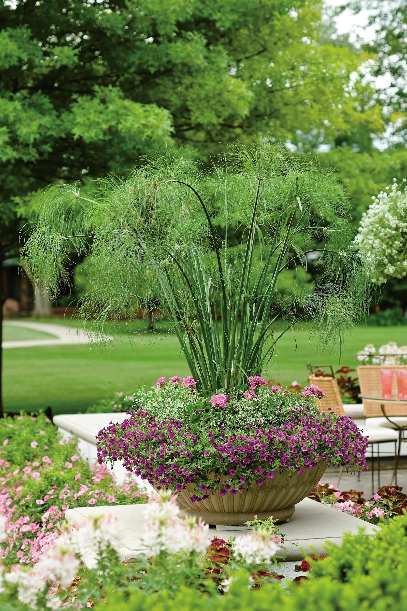 King Tut® Egyptian Papyrus (Cyperus papyrus) — Divide evergreen or neutral grasses and grass-like plants in spring only; it should not be expected to live