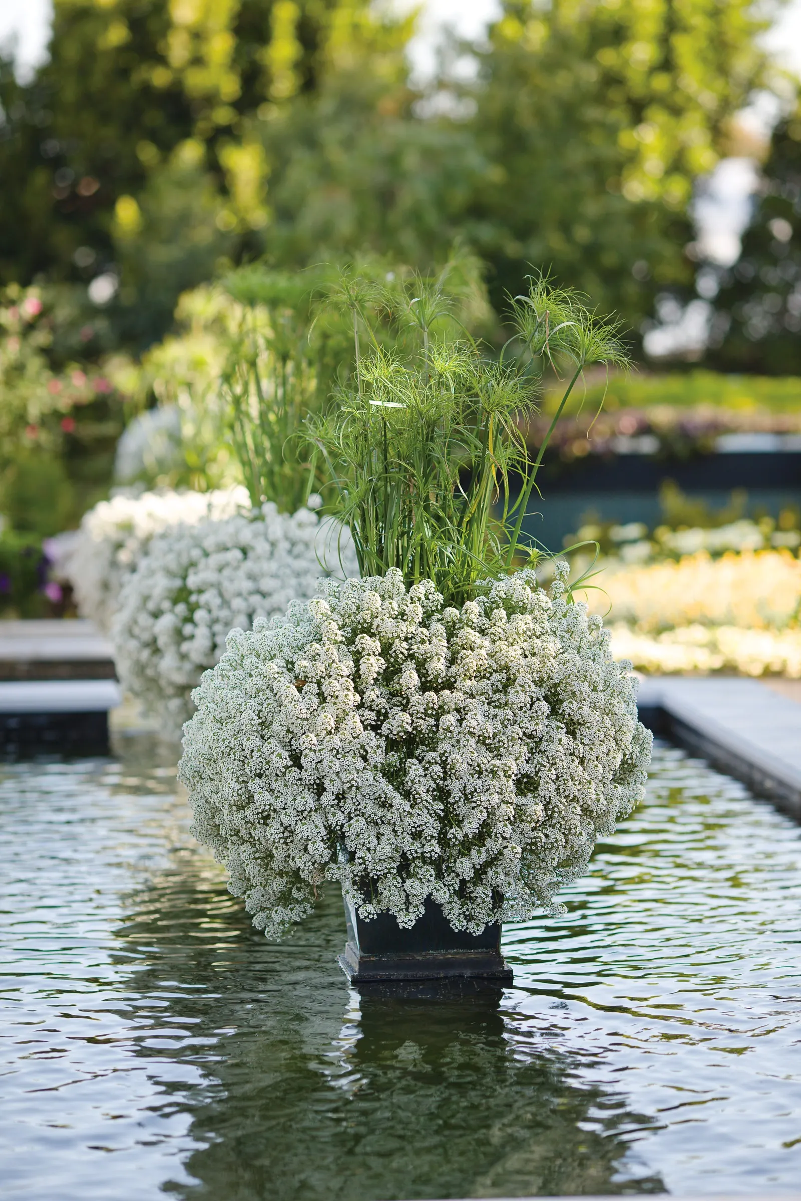 Snow Princess® Sweet Alyssum (Lobularia) — especially where it spills from raised planters; snow Princess® is easy to maintain and does not require, image 79