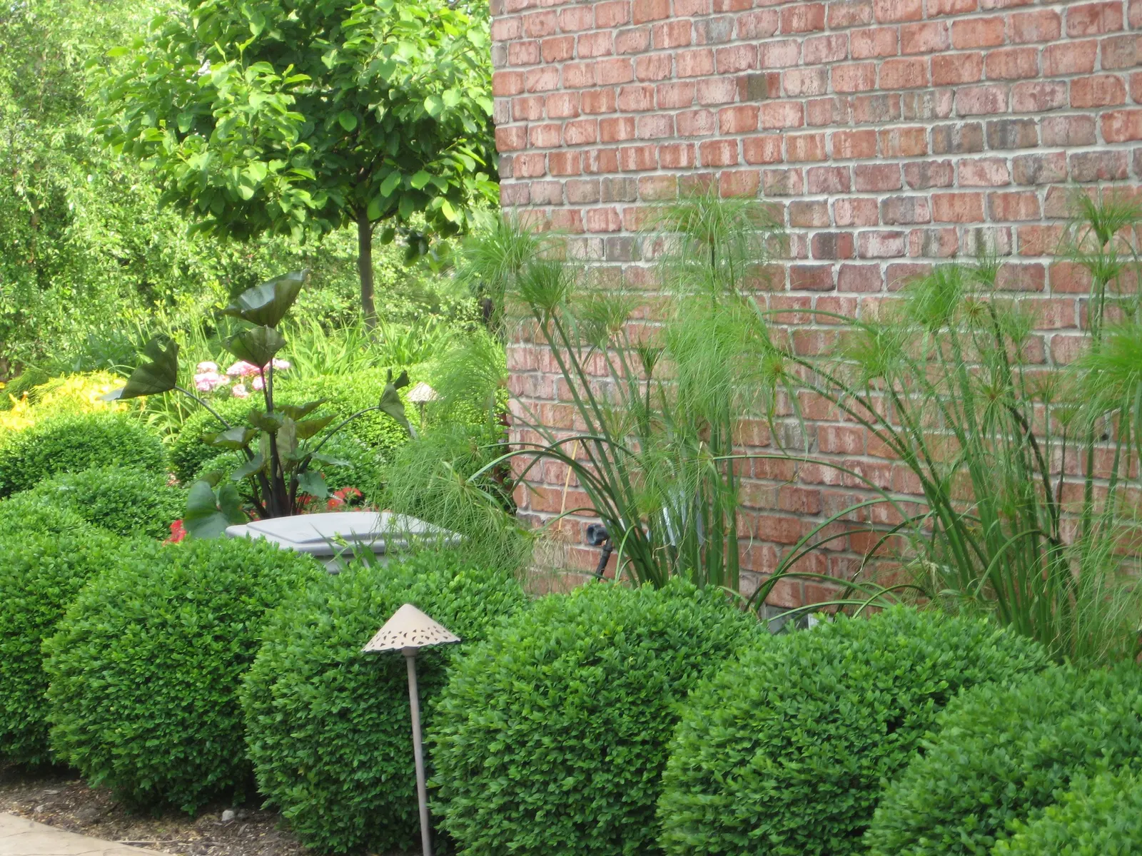 King Tut® Egyptian Papyrus (Cyperus papyrus) — It should not be expected to live through the winter and begin growing again in the spring; for, image 52