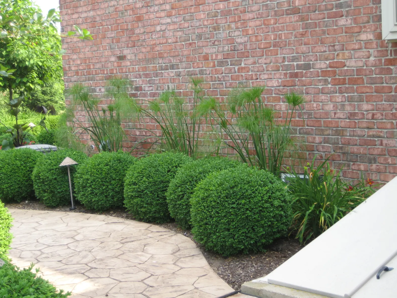 King Tut® Egyptian Papyrus (Cyperus papyrus) — It should not be expected to live through the winter and begin growing again in the spring; for, image 90