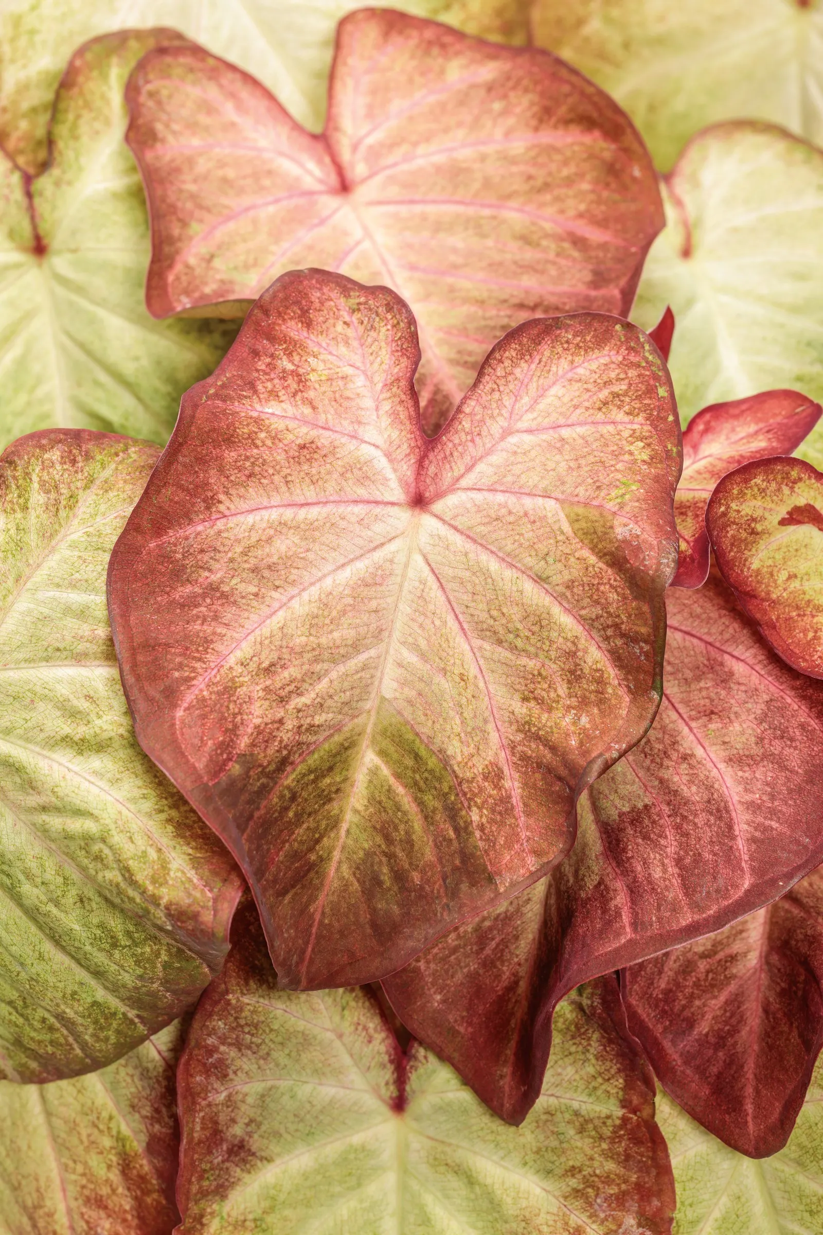 Crème Brulee shade caladium (Caladium hortulanum) — It grows 14-16 inches tall and 10-14 inches wide with an upright habit