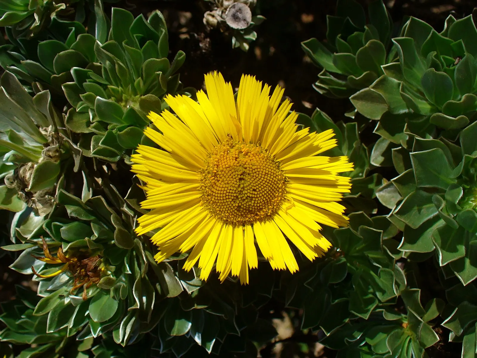 Canary Island Daisy (Asteriscus Sericeus) — ensure it is planted in well-draining soil to prevent root rot; shrub for full