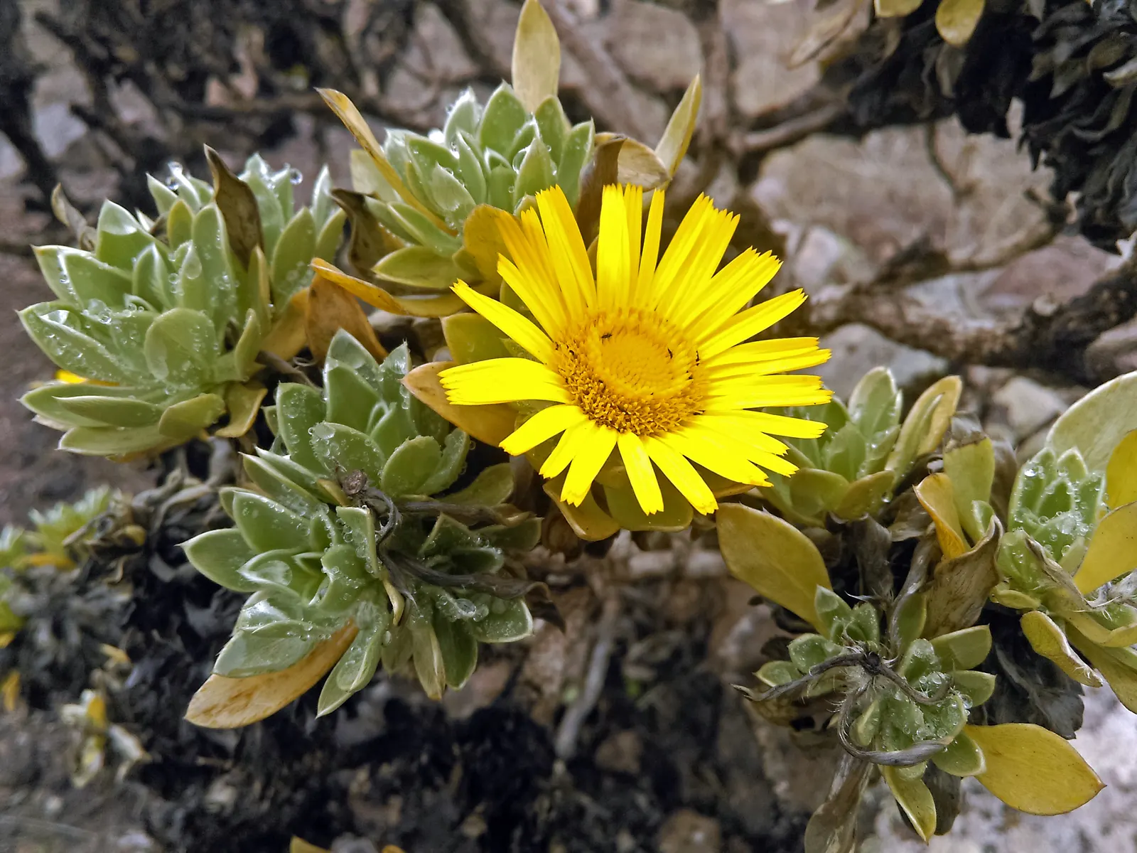 Canary Island Daisy (Asteriscus Sericeus) — shrub with yellow blooms; valued for its silver-gray foliage and bright yellow daisy-like flowers