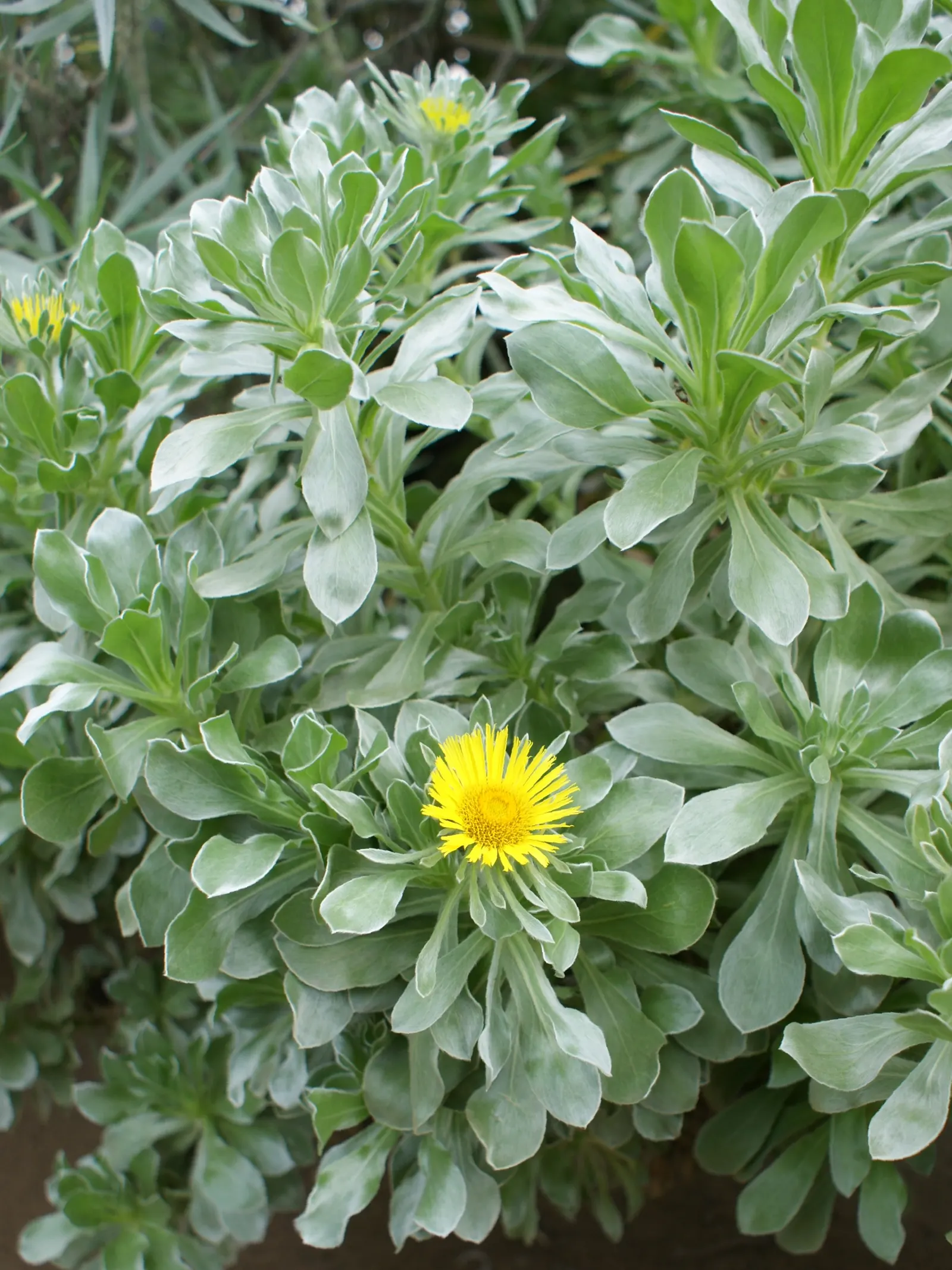 Canary Island Daisy (Asteriscus Sericeus) — approximately 1 inch in diameter