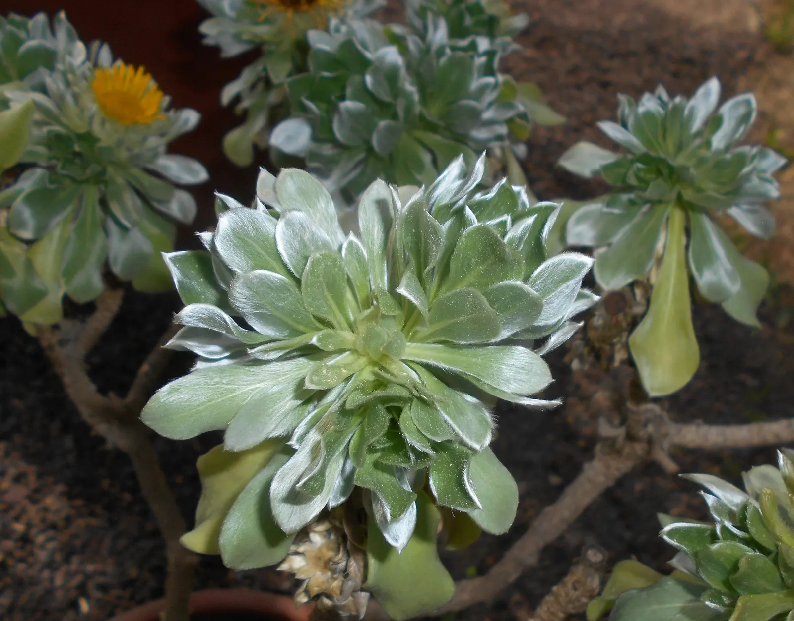 Canary Island Daisy (Asteriscus Sericeus) — Tolerates drought, making it ideal for low-maintenance and water-wise landscapes; contributing to the garden's