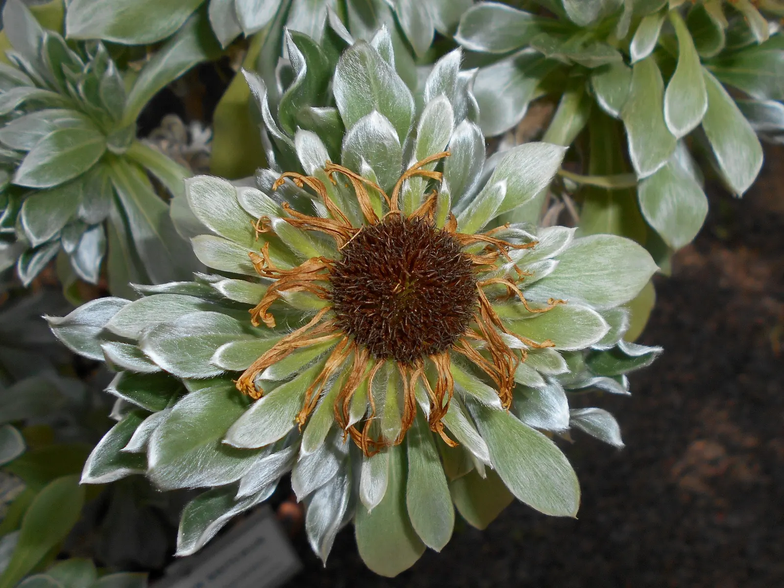 Canary Island Daisy (Asteriscus Sericeus) — Tolerates drought, making it ideal for low-maintenance and water-wise landscapes
