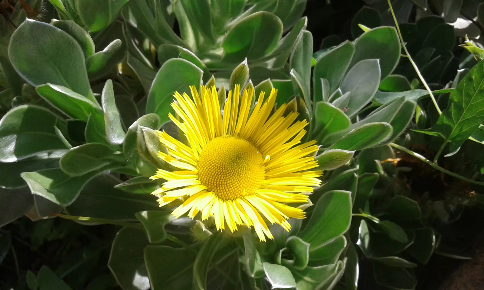 Canary Island Daisy (Asteriscus Sericeus) — shrub for full; making it a suitable choice for xeriscaping or areas with water restrictions.<br><br>For a