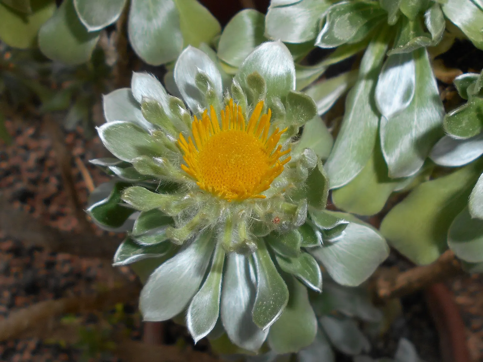 Canary Island Daisy (Asteriscus Sericeus) — It boasts silvery foliage and vibrant yellow daisy-like flowers; approximately 1 inch in diameter