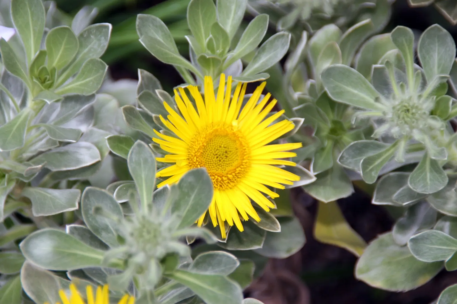 Canary Island Daisy (Asteriscus Sericeus) — making it a suitable choice for xeriscaping or areas with water restrictions.<br><br>For a landscape design; ensure