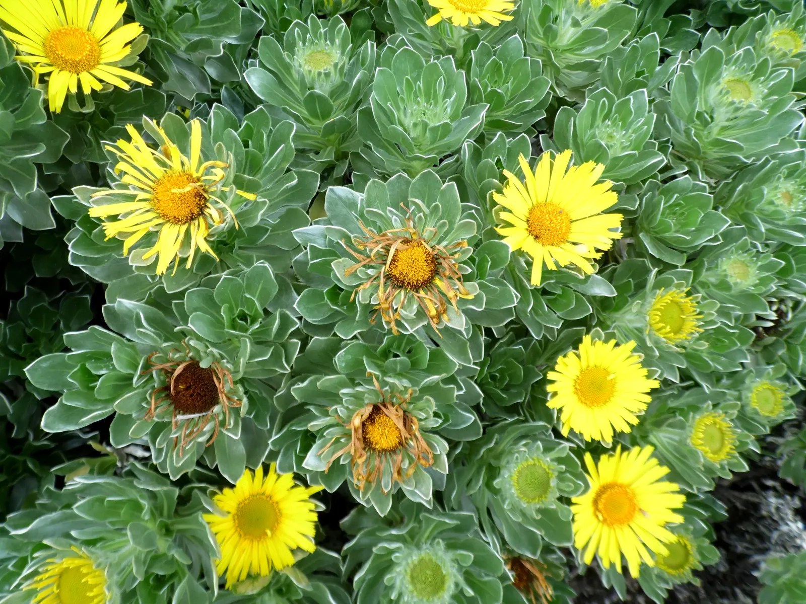 Canary Island Daisy (Asteriscus Sericeus) — making it an ideal choice for ground cover or rock gardens, image 48