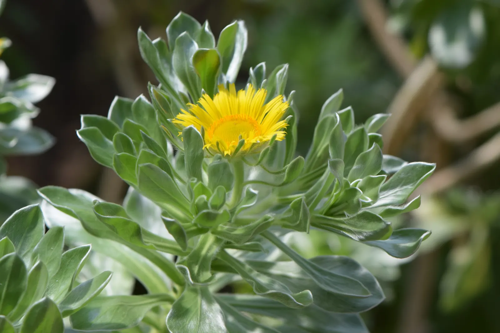 Canary Island Daisy (Asteriscus Sericeus) — Valued for its silver-gray foliage and bright yellow daisy-like flowers