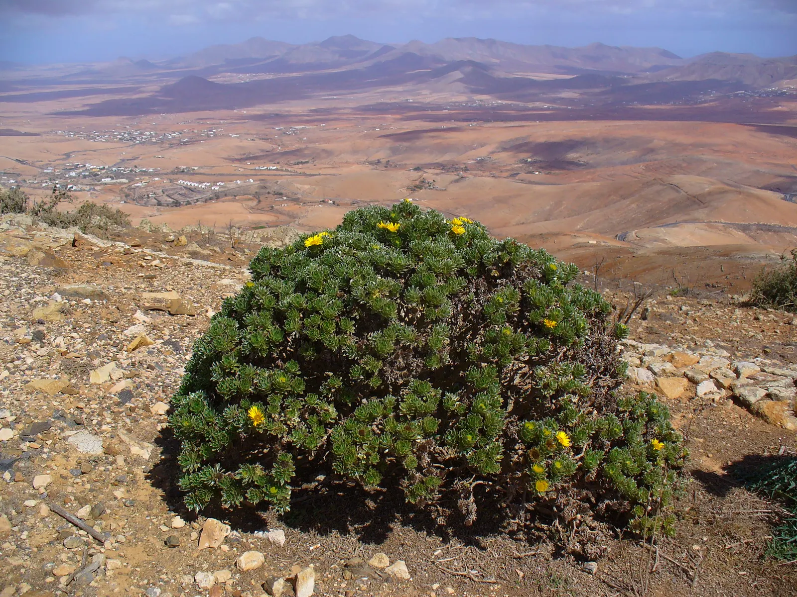Canary Island Daisy (Asteriscus Sericeus) — Provides year-round interest, particularly in coastal garden settings