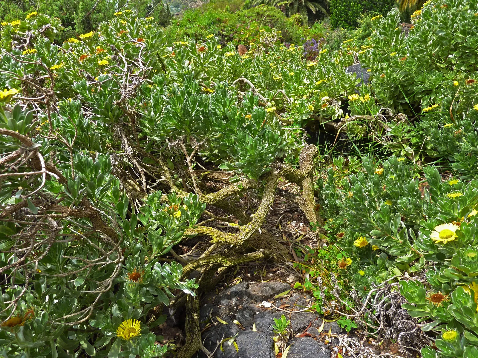 Canary Island Daisy (Asteriscus Sericeus) — contributing to the garden's ecosystem.<br><br>When incorporating Asteriscus sericeus into the, image 51