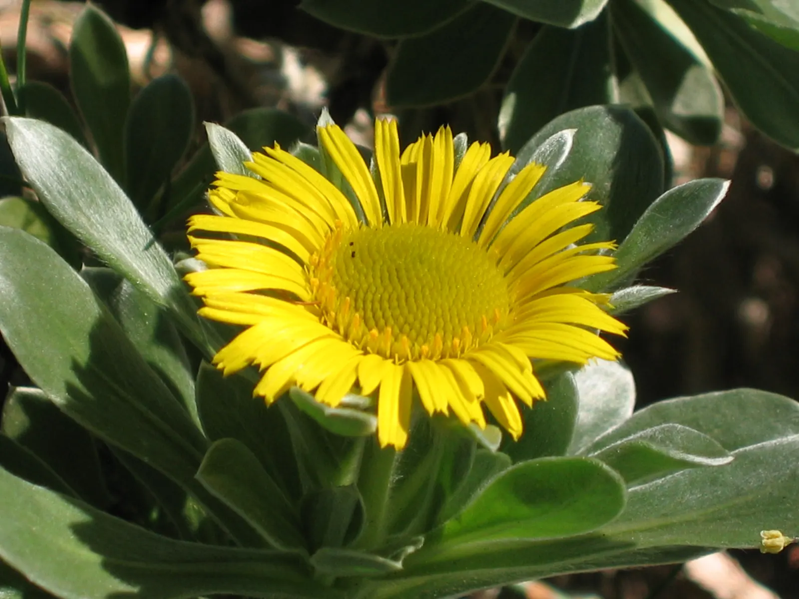 Canary Island Daisy (Asteriscus Sericeus) — attract pollinators such as bees and butterflies; tolerates drought, making it ideal for low-maintenance and