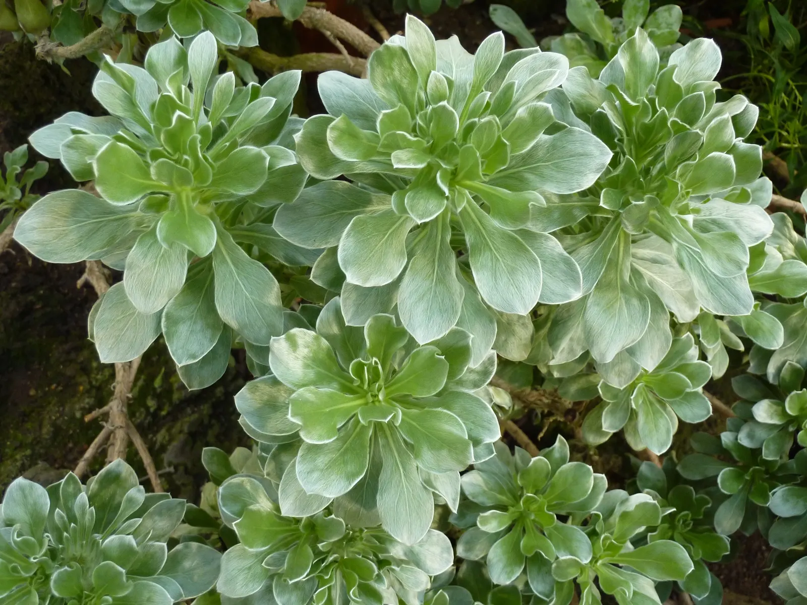 Canary Island Daisy (Asteriscus Sericeus) — Provides year-round interest, particularly in coastal garden settings; the Canary Island Daisy, image 44