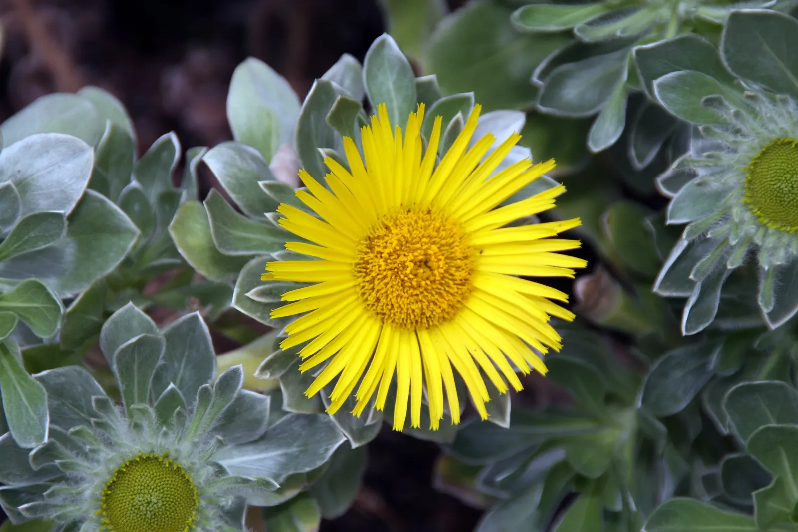 Canary Island Daisy (Asteriscus Sericeus) — is a charming perennial that originates from the rocky coastal regions of the Canary Islands
