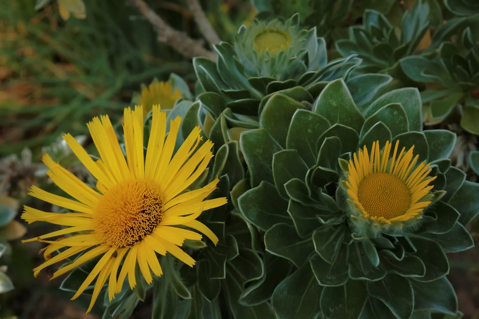 Canary Island Daisy (Asteriscus Sericeus) — attract pollinators such as bees and butterflies; tolerates drought, making it ideal for, image 50