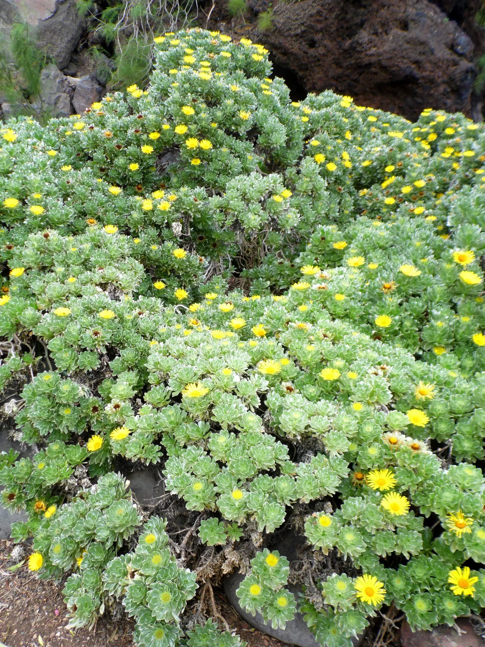 Canary Island Daisy (Asteriscus Sericeus) — The Canary Island Daisy (Asteriscus sericeus) is a durable perennial shrub, thriving in USDA zones 9-11