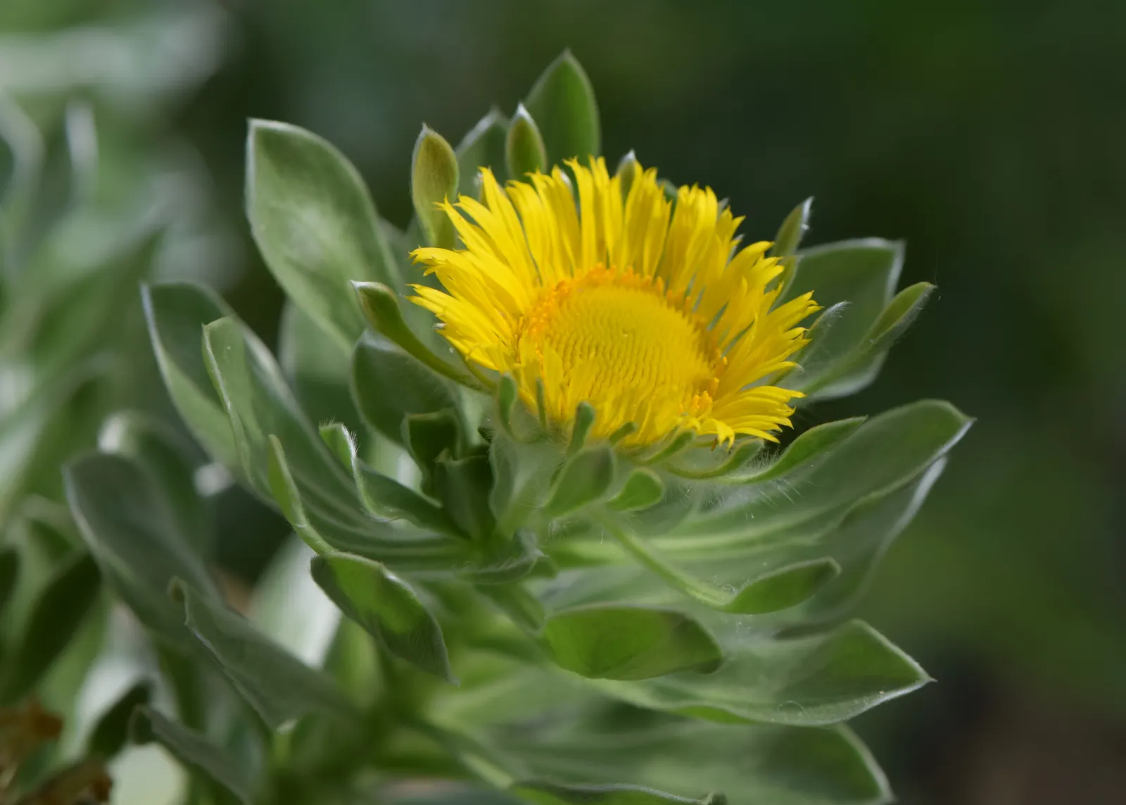 Canary Island Daisy (Asteriscus Sericeus) — making it a suitable choice for xeriscaping or areas with water restrictions.<br><br>For a landscape design