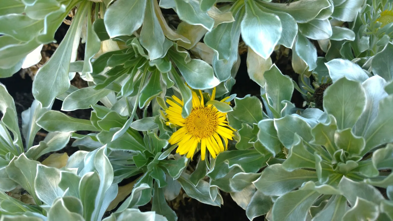 Canary Island Daisy (Asteriscus Sericeus) — It boasts silvery foliage and vibrant yellow daisy-like flowers; approximately 1 inch in diameter, image 40