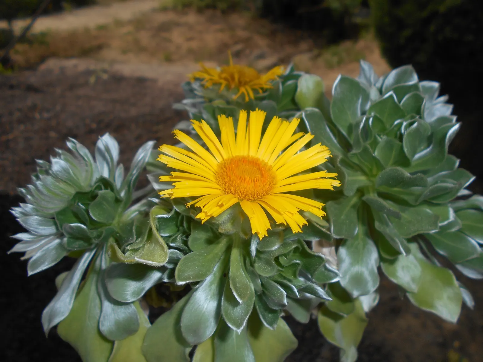 Canary Island Daisy (Asteriscus Sericeus) — It has a tolerance for drought once established; commonly known as the Canary Island Daisy