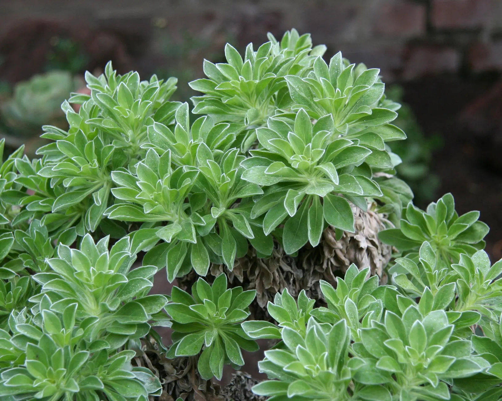Canary Island Daisy (Asteriscus Sericeus) — It has a tolerance for drought once established