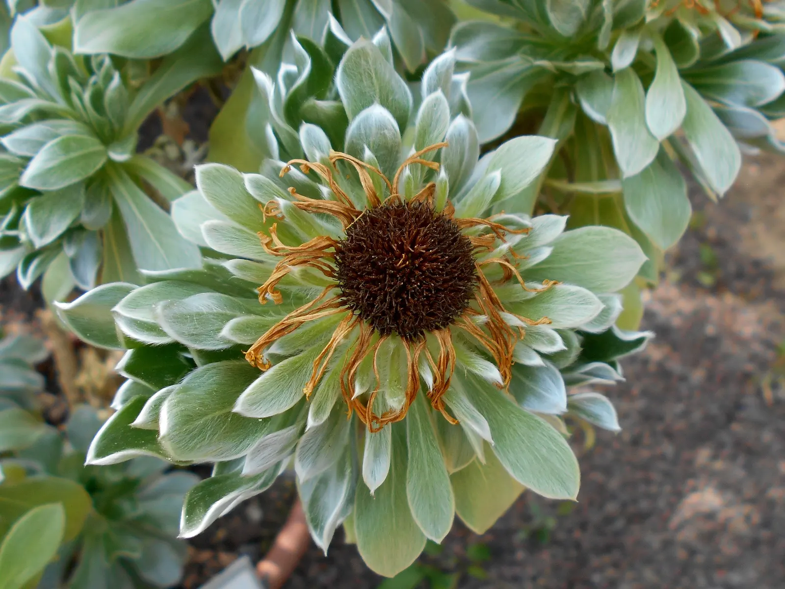 Canary Island Daisy (Asteriscus Sericeus) — Tolerates drought, making it ideal for low-maintenance and water-wise landscapes; contributing to the, image 43