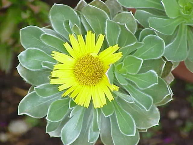 Canary Island Daisy (Asteriscus Sericeus) — Provides year-round interest, particularly in coastal garden settings; the Canary Island Daisy (Asteriscus