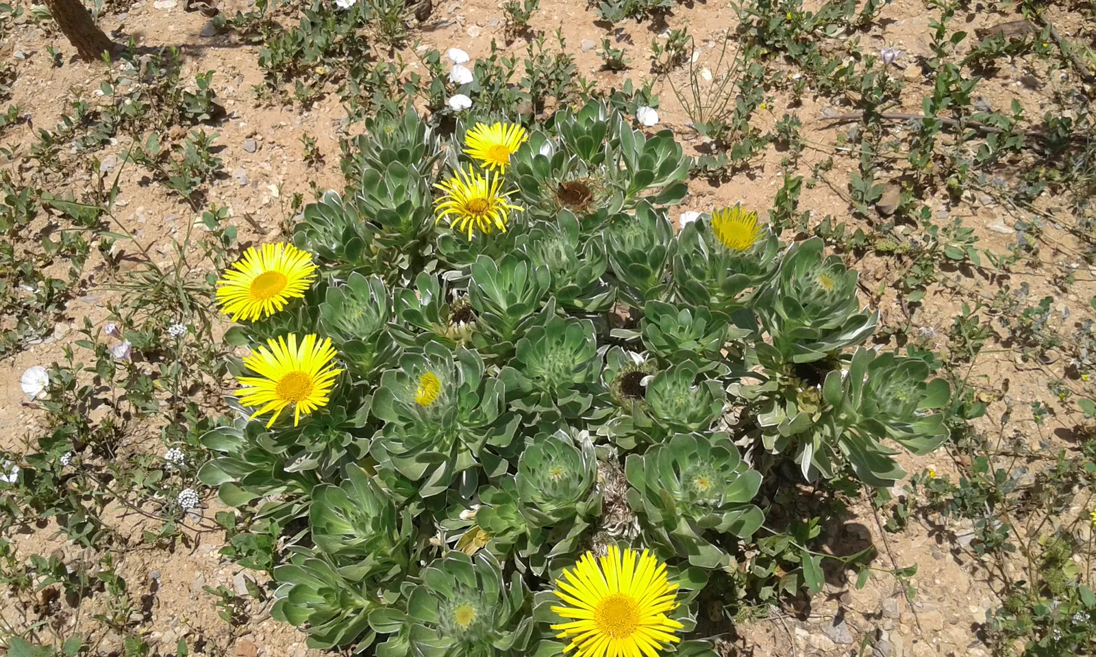 Canary Island Daisy (Asteriscus Sericeus) — The Canary Island Daisy (Asteriscus sericeus) is a durable perennial shrub, thriving in USDA zones 9-11; requires