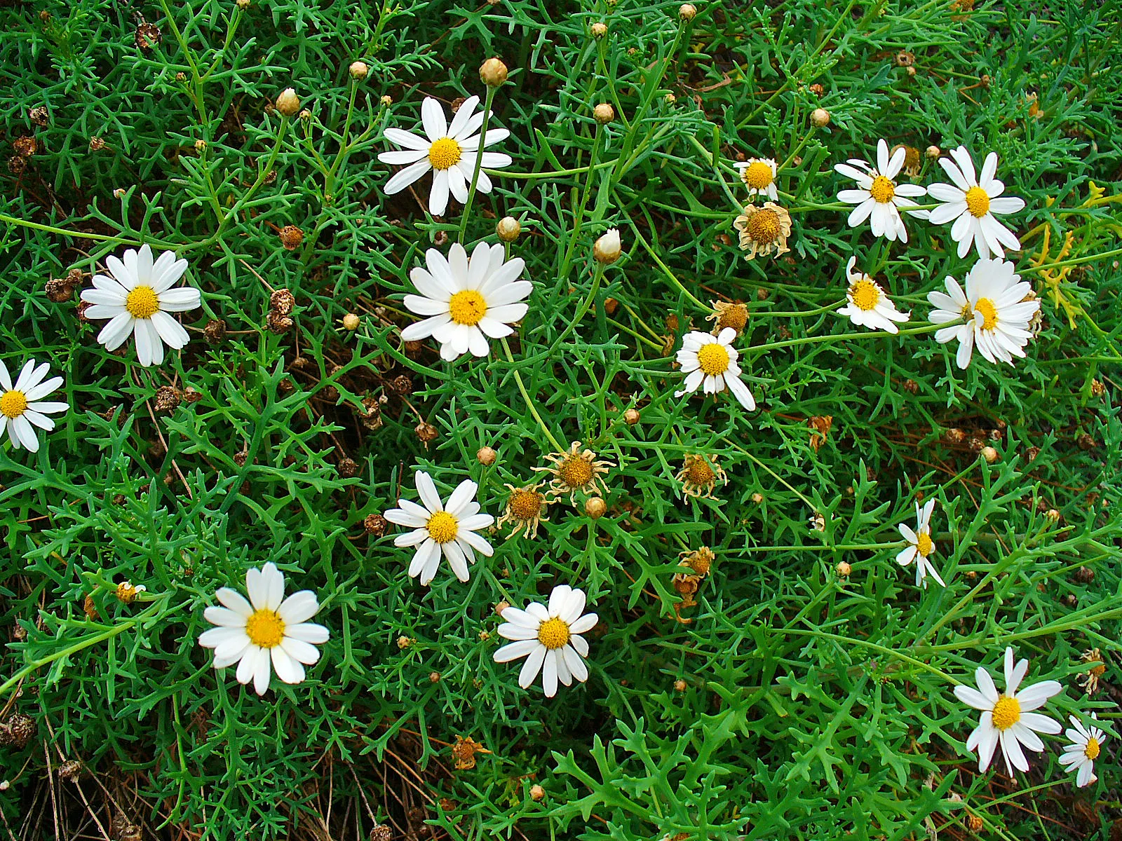 Canary Island Daisy (Asteriscus Sericeus) — The Canary Island Daisy (Asteriscus sericeus) is a durable perennial shrub, thriving in USDA zones, image 39
