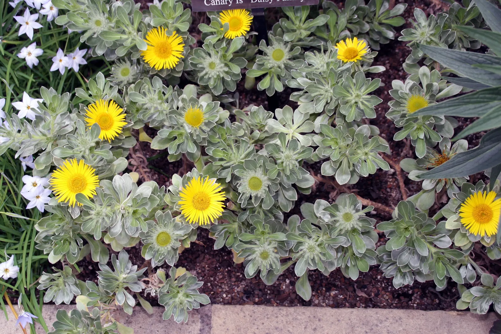 Canary Island Daisy (Asteriscus Sericeus) — making it a suitable choice for xeriscaping or areas with water restrictions.<br><br>For a landscape, image 54