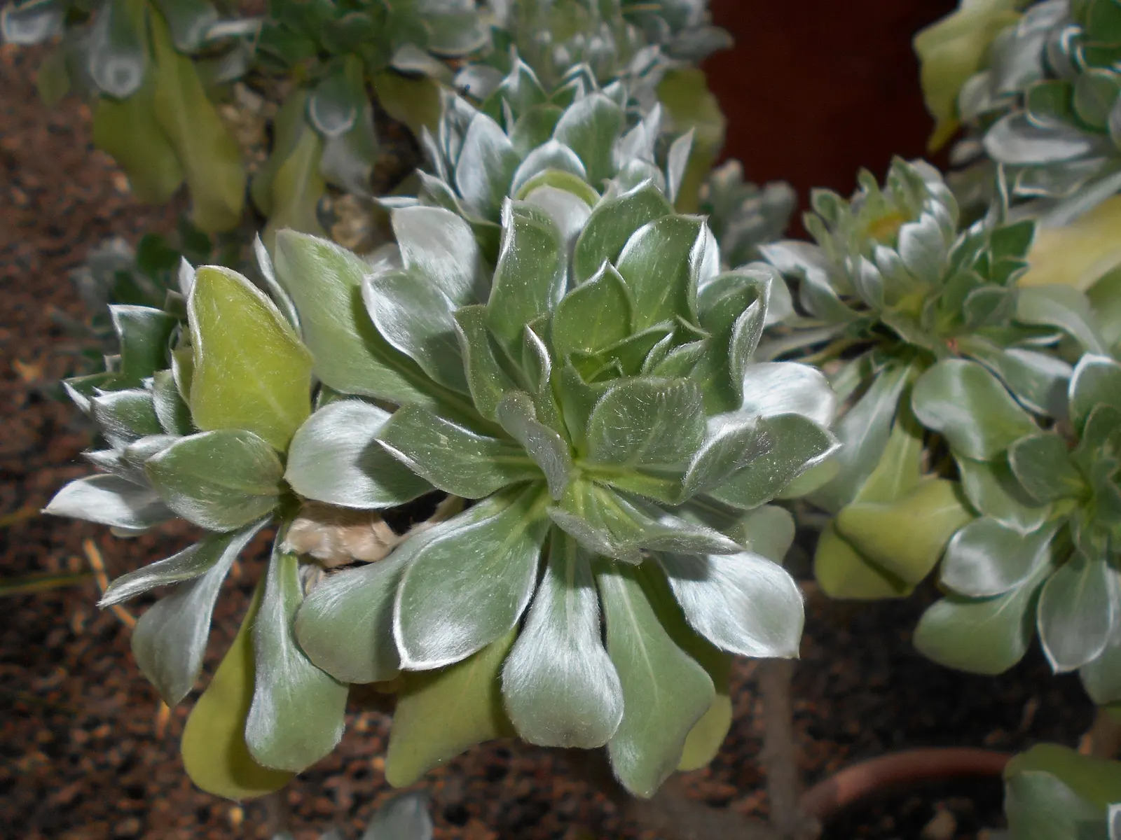 Canary Island Daisy (Asteriscus Sericeus) — Requires full sun exposure and well-drained soil