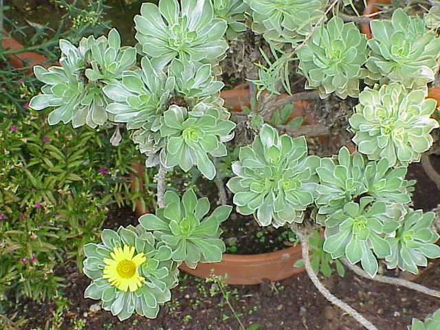 Canary Island Daisy (Asteriscus Sericeus) — commonly known as the Canary Island Daisy; is a charming perennial that originates from the rocky coastal regions