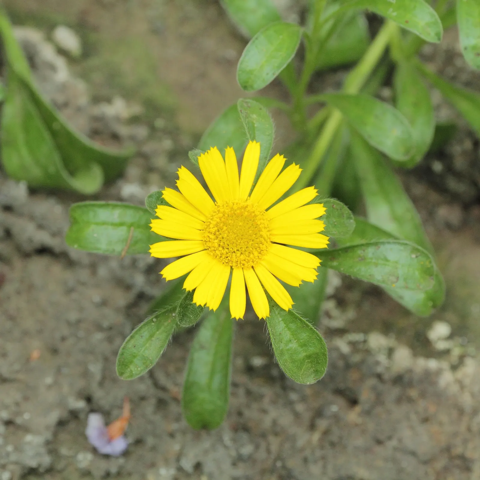 Canary Island Daisy (Asteriscus Sericeus) — yellow flowers in the garden; it boasts silvery foliage and vibrant yellow daisy-like flowers