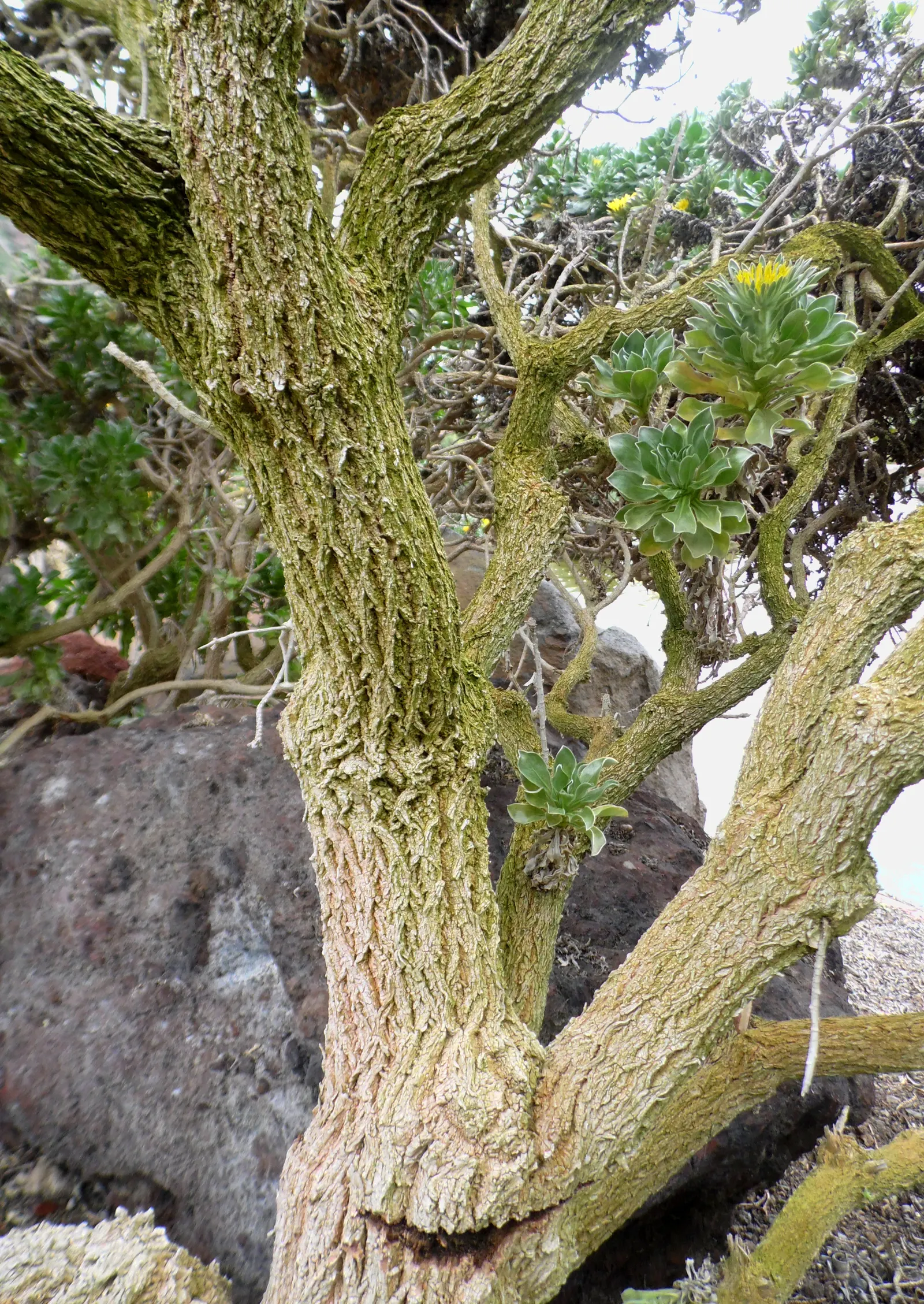 Canary Island Daisy (Asteriscus Sericeus) — Valued for its silver-gray foliage and bright yellow daisy-like flowers; the plant reaches up to 24 inches in