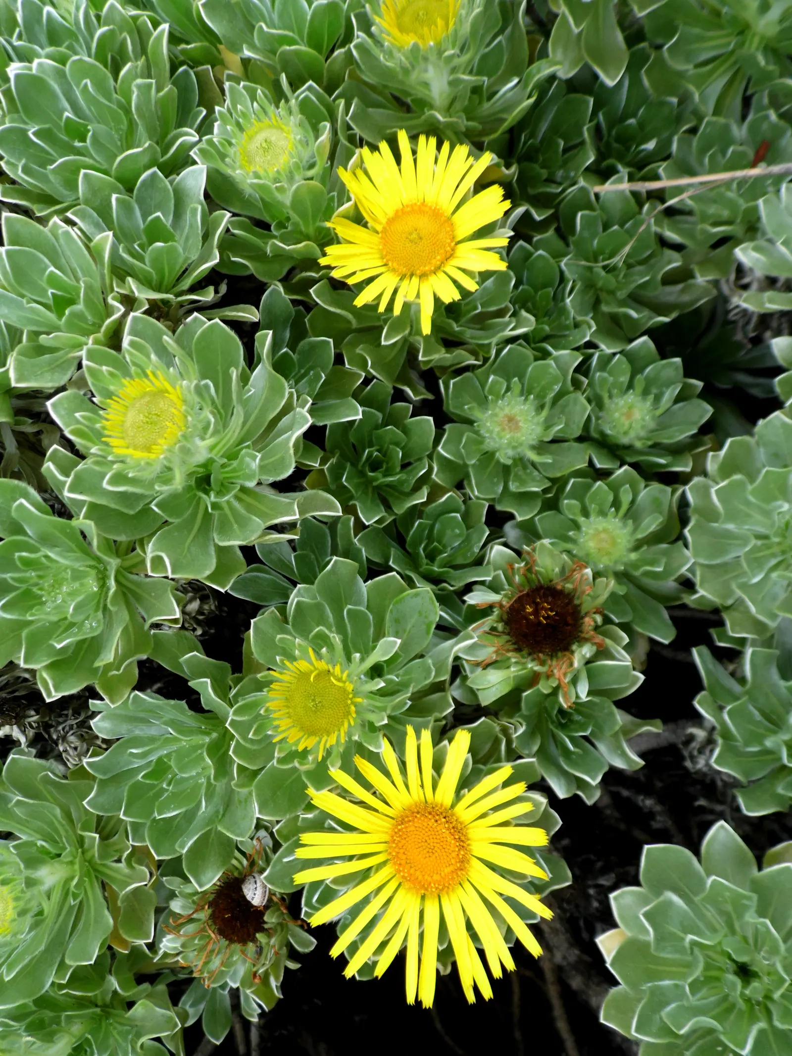 Canary Island Daisy (Asteriscus Sericeus) — The plant reaches up to 24 inches in height and 36 inches in width; shrub with yellow blooms, image 41