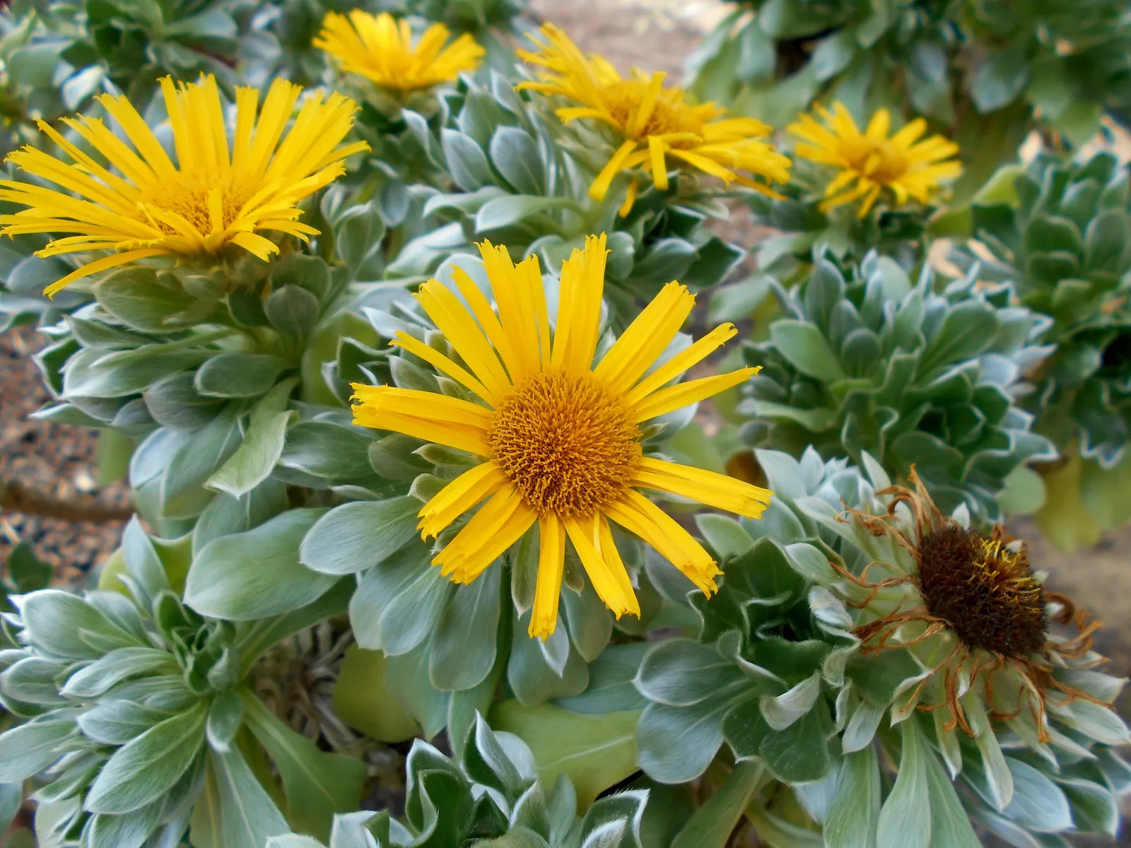 Canary Island Daisy (Asteriscus Sericeus) — commonly known as the Canary Island Daisy