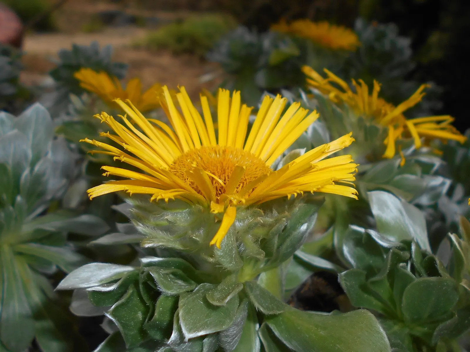 Canary Island Daisy (Asteriscus Sericeus) — yellow flowers in the garden