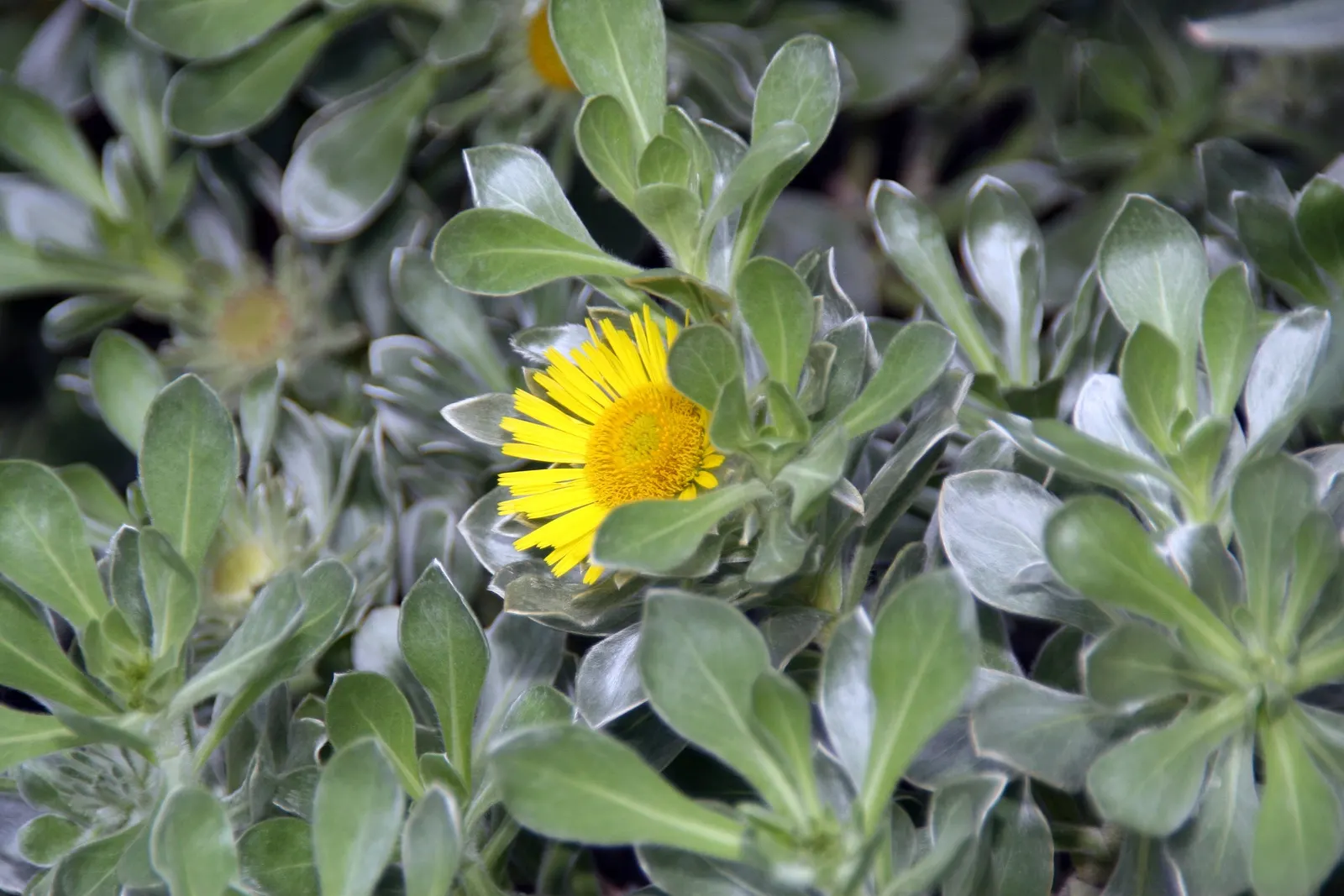 Canary Island Daisy (Asteriscus Sericeus) — is a charming perennial that originates from the rocky coastal regions of the Canary Islands; it has a, image 46