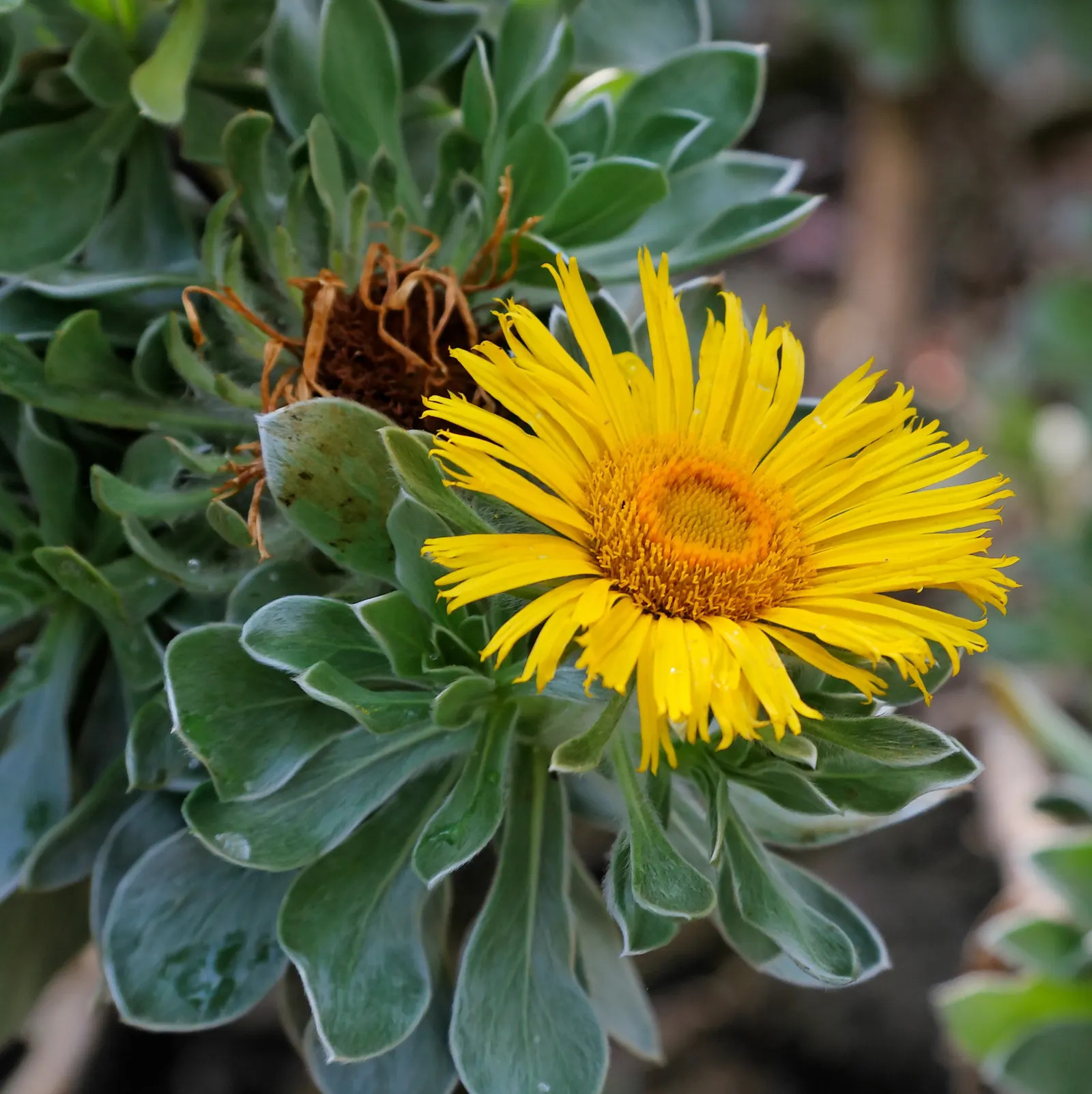 Canary Island Daisy (Asteriscus Sericeus) — making it an ideal choice for ground cover or rock gardens, image 29