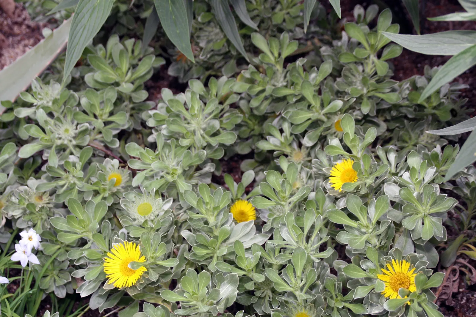 Canary Island Daisy (Asteriscus Sericeus) — The plant reaches up to 24 inches in height and 36 inches in width